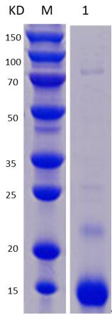 12% SDS-PAGE analysis profiles of purified NTHI1441-25-95 (CBB stained).